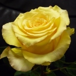 Cubana Rose d'Equateur Ethiflora